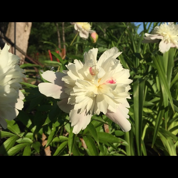 Meet your Posher - Mainelydesigner π - Picture 3 of 3